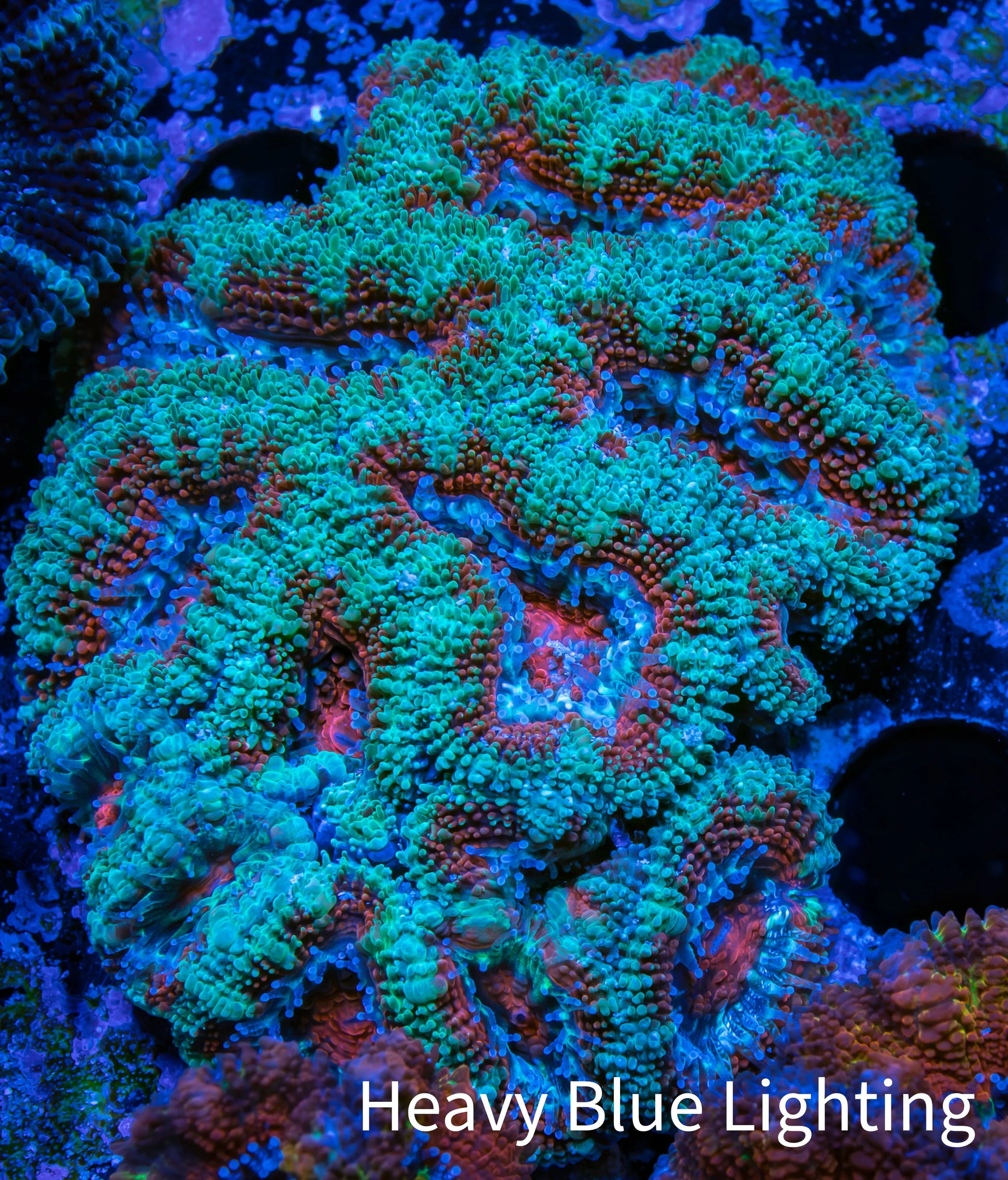 Ultra Acan Coral - Micromussa Lordhowensis - Acan WYSIWYG 6cm A3R2B1 Ultra Acan Coral - Micromussa Lordhowensis - Acan WYSIWYG 6cm A3R2B1 LPS Coral Ultra Acan Coral - Micromussa Lordhowensis - Acan WYSIWYG 6cm A3R2B1 Zeo Box Reef