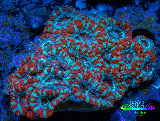 Ultra Acan Coral - Micromussa Lordhowensis - Acan WYSIWYG 6cm A4R2B1 Ultra Acan Coral - Micromussa Lordhowensis - Acan WYSIWYG 6cm A4R2B1 LPS Coral Ultra Acan Coral - Micromussa Lordhowensis - Acan WYSIWYG 6cm A4R2B1 Zeo Box Reef