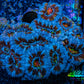 Ultra Acan Coral - Micromussa Lordhowensis - Acan WYSIWYG 6cm A5R2B1 Ultra Acan Coral - Micromussa Lordhowensis - Acan WYSIWYG 6cm A5R2B1 LPS Coral Ultra Acan Coral - Micromussa Lordhowensis - Acan WYSIWYG 6cm A5R2B1 Zeo Box Reef