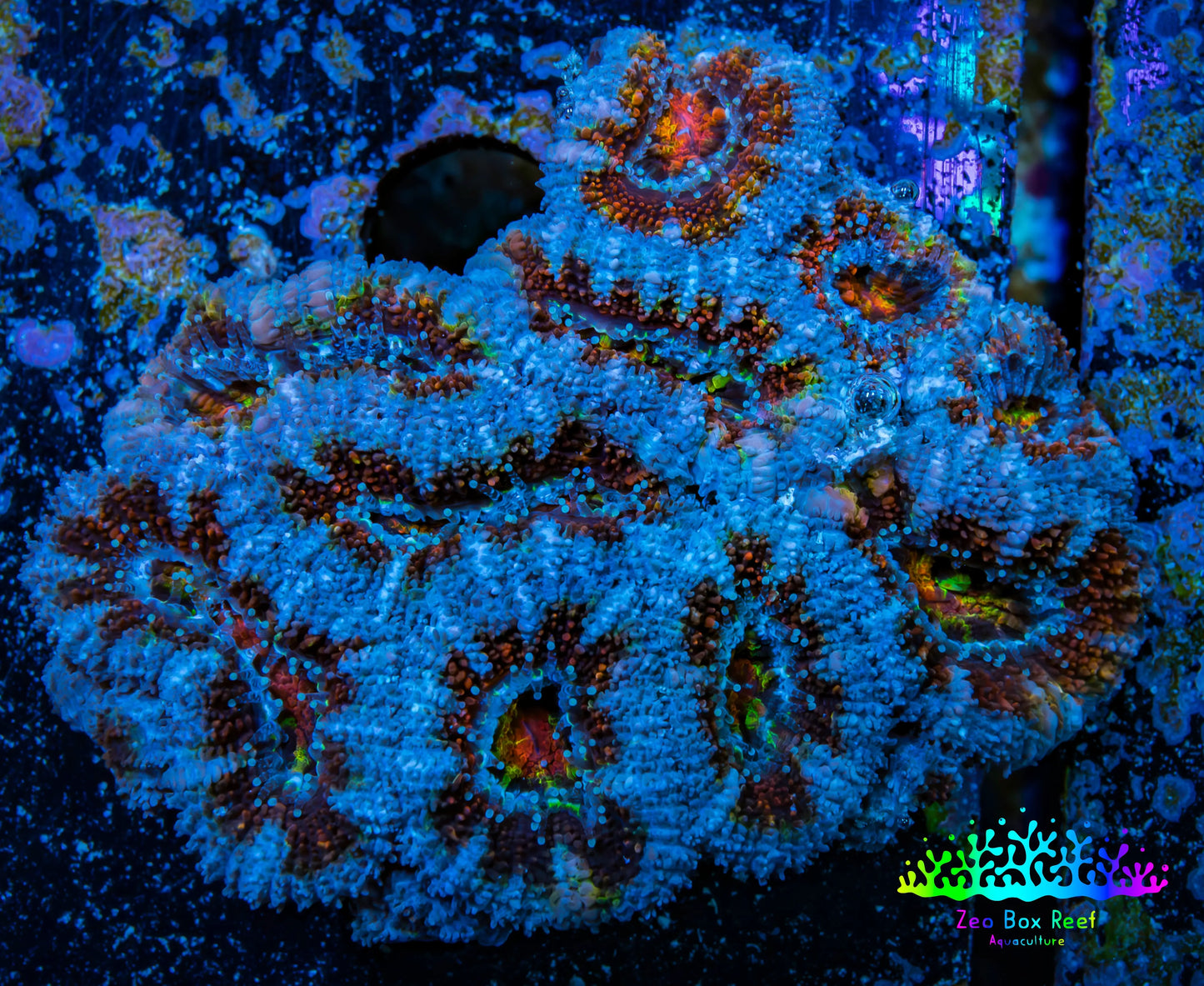 Ultra Acan Coral - Micromussa Lordhowensis - Acan WYSIWYG 6cm A5R2B1 Ultra Acan Coral - Micromussa Lordhowensis - Acan WYSIWYG 6cm A5R2B1 LPS Coral Ultra Acan Coral - Micromussa Lordhowensis - Acan WYSIWYG 6cm A5R2B1 Zeo Box Reef