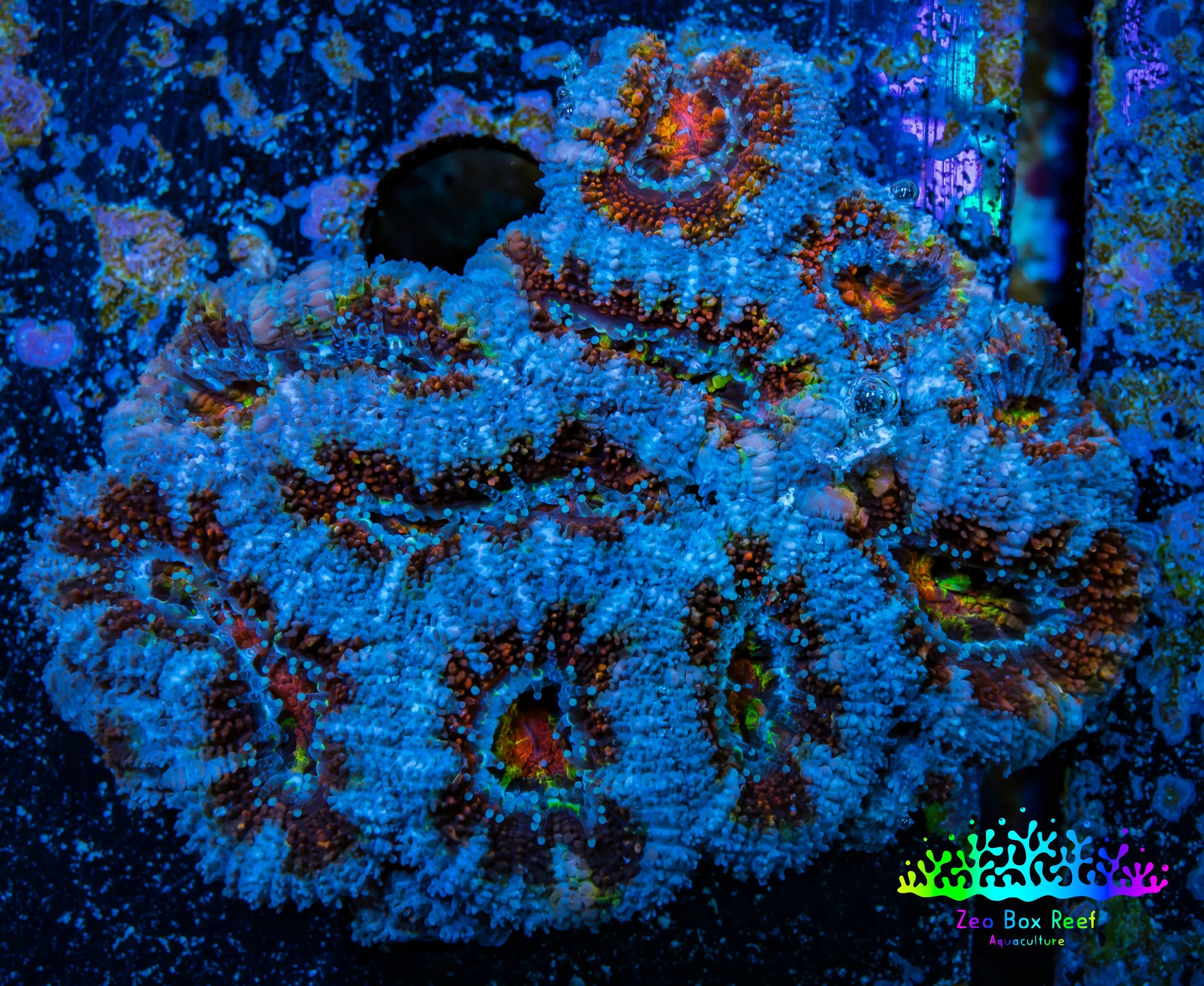Ultra Acan Coral - Micromussa Lordhowensis - Acan WYSIWYG 6cm A5R2B1 Ultra Acan Coral - Micromussa Lordhowensis - Acan WYSIWYG 6cm A5R2B1 LPS Coral Ultra Acan Coral - Micromussa Lordhowensis - Acan WYSIWYG 6cm A5R2B1 Zeo Box Reef