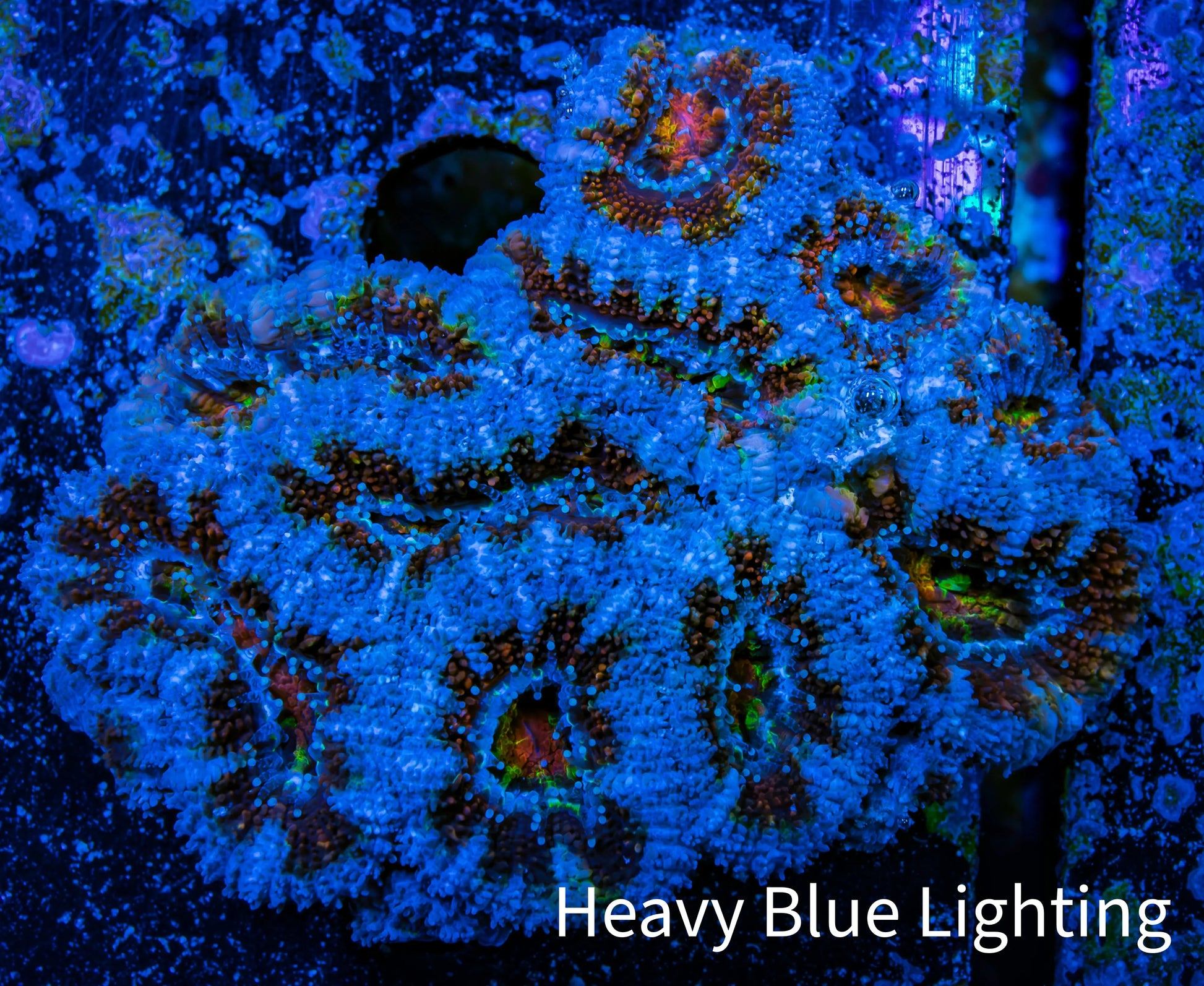 Ultra Acan Coral - Micromussa Lordhowensis - Acan WYSIWYG 6cm A5R2B1 Ultra Acan Coral - Micromussa Lordhowensis - Acan WYSIWYG 6cm A5R2B1 LPS Coral Ultra Acan Coral - Micromussa Lordhowensis - Acan WYSIWYG 6cm A5R2B1 Zeo Box Reef