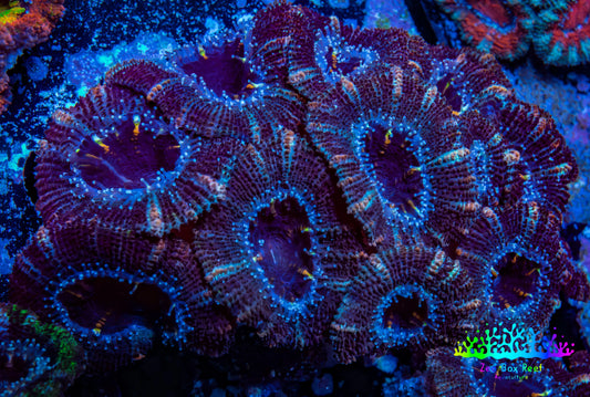 Ultra Acan Coral - Micromussa Lordhowensis - Acan WYSIWYG 6cm B10R2B1 Ultra Acan Coral - Micromussa Lordhowensis - Acan WYSIWYG 6cm B10R2B1 LPS Coral Ultra Acan Coral - Micromussa Lordhowensis - Acan WYSIWYG 6cm B10R2B1 Zeo Box Reef