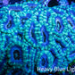 Ultra Acan Coral - Micromussa Lordhowensis - Acan WYSIWYG 6cm B2R2B1 Ultra Acan Coral - Micromussa Lordhowensis - Acan WYSIWYG 6cm B2R2B1 LPS Coral Ultra Acan Coral - Micromussa Lordhowensis - Acan WYSIWYG 6cm B2R2B1 Zeo Box Reef