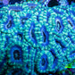 Ultra Acan Coral - Micromussa Lordhowensis - Acan WYSIWYG 6cm B2R2B1 Ultra Acan Coral - Micromussa Lordhowensis - Acan WYSIWYG 6cm B2R2B1 LPS Coral Ultra Acan Coral - Micromussa Lordhowensis - Acan WYSIWYG 6cm B2R2B1 Zeo Box Reef
