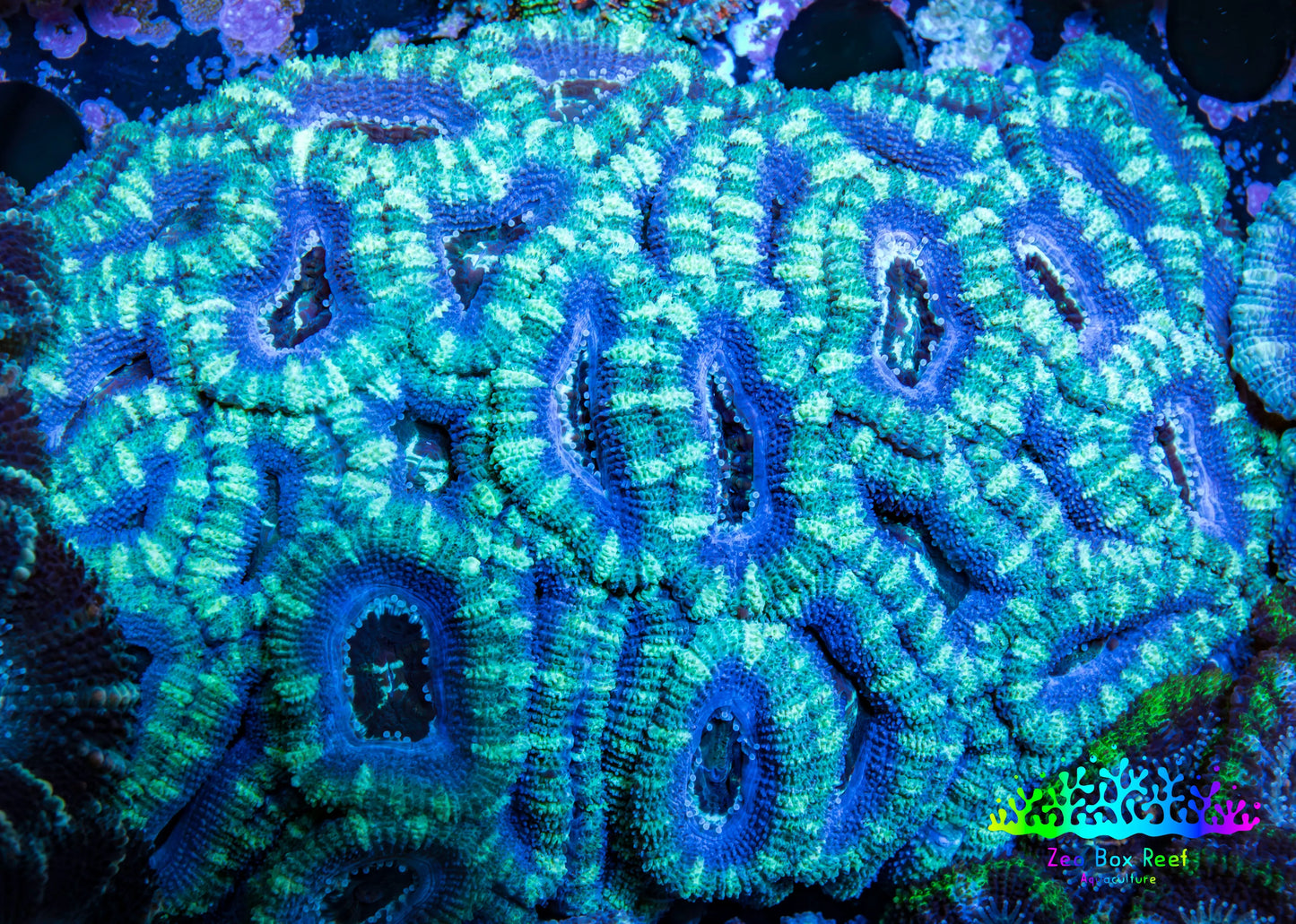Ultra Acan Coral - Micromussa Lordhowensis - Acan WYSIWYG 6cm B2R2B1 Ultra Acan Coral - Micromussa Lordhowensis - Acan WYSIWYG 6cm B2R2B1 LPS Coral Ultra Acan Coral - Micromussa Lordhowensis - Acan WYSIWYG 6cm B2R2B1 Zeo Box Reef