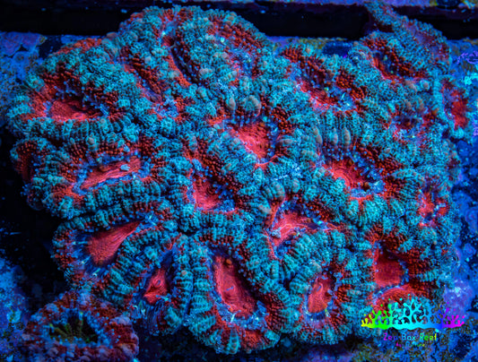 Ultra Acan Coral - Micromussa Lordhowensis - Acan WYSIWYG 6cm C10R2B1 Ultra Acan Coral - Micromussa Lordhowensis - Acan WYSIWYG 6cm C10R2B1 LPS Coral Ultra Acan Coral - Micromussa Lordhowensis - Acan WYSIWYG 6cm C10R2B1 Zeo Box Reef