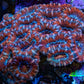 Ultra Acan Coral - Micromussa Lordhowensis - Acan WYSIWYG 6cm F1R2B1 Ultra Acan Coral - Micromussa Lordhowensis - Acan WYSIWYG 6cm F1R2B1 LPS Coral Ultra Acan Coral - Micromussa Lordhowensis - Acan WYSIWYG 6cm F1R2B1 Zeo Box Reef