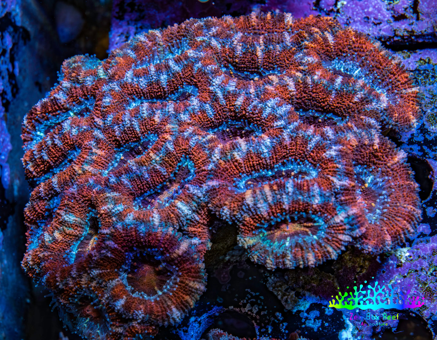 Ultra Acan Coral - Micromussa Lordhowensis - Acan WYSIWYG 6cm F1R2B1 Ultra Acan Coral - Micromussa Lordhowensis - Acan WYSIWYG 6cm F1R2B1 LPS Coral Ultra Acan Coral - Micromussa Lordhowensis - Acan WYSIWYG 6cm F1R2B1 Zeo Box Reef