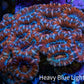 Ultra Acan Coral - Micromussa Lordhowensis - Acan WYSIWYG 6cm F1R2B1 Ultra Acan Coral - Micromussa Lordhowensis - Acan WYSIWYG 6cm F1R2B1 LPS Coral Ultra Acan Coral - Micromussa Lordhowensis - Acan WYSIWYG 6cm F1R2B1 Zeo Box Reef