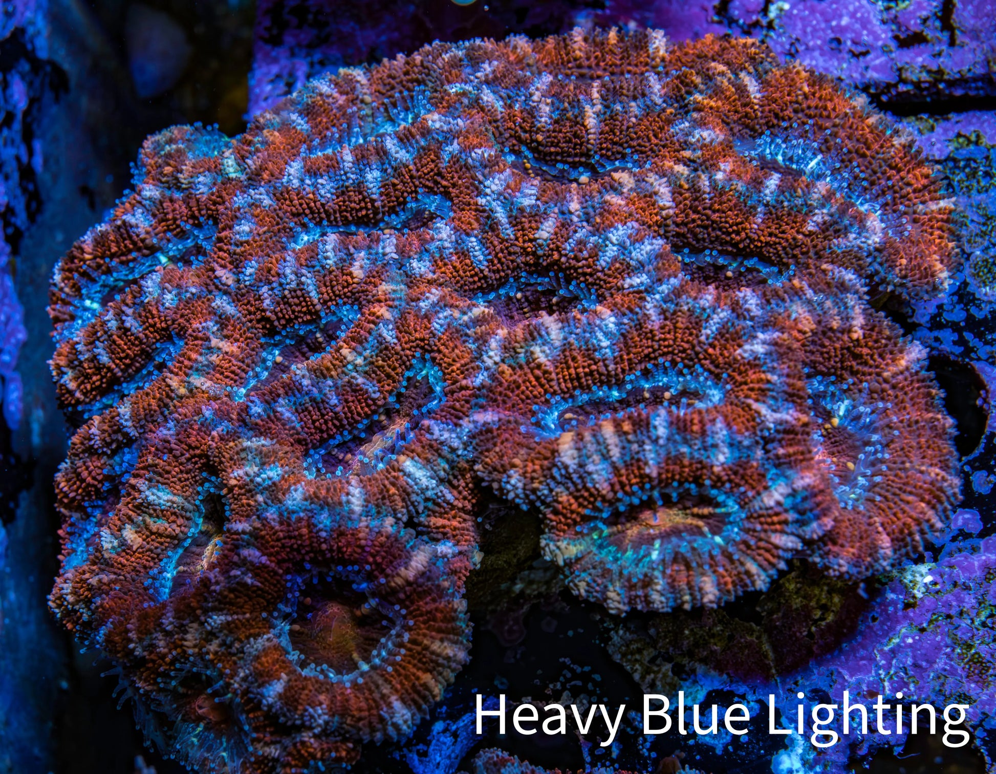 Ultra Acan Coral - Micromussa Lordhowensis - Acan WYSIWYG 6cm F1R2B1 Ultra Acan Coral - Micromussa Lordhowensis - Acan WYSIWYG 6cm F1R2B1 LPS Coral Ultra Acan Coral - Micromussa Lordhowensis - Acan WYSIWYG 6cm F1R2B1 Zeo Box Reef