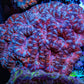 Ultra Acan Coral - Micromussa Lordhowensis - Acan WYSIWYG 6cm F2R2B1 Ultra Acan Coral - Micromussa Lordhowensis - Acan WYSIWYG 6cm F2R2B1 LPS Coral Ultra Acan Coral - Micromussa Lordhowensis - Acan WYSIWYG 6cm F2R2B1 Zeo Box Reef