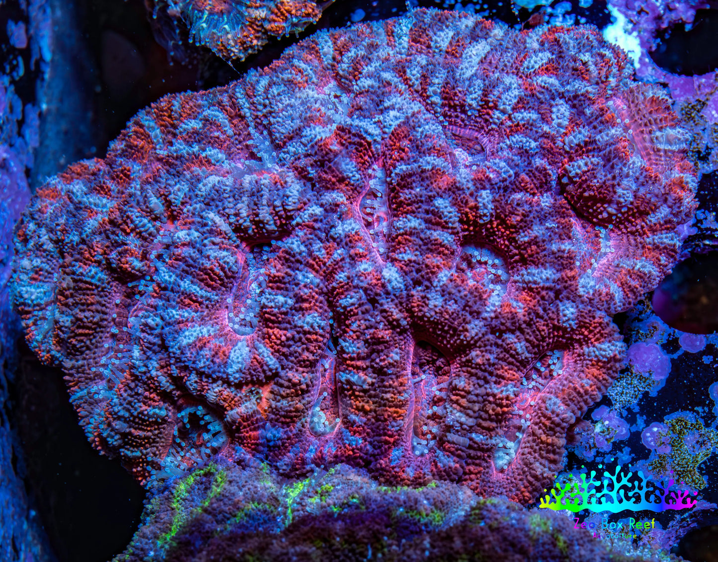 Ultra Acan Coral - Micromussa Lordhowensis - Acan WYSIWYG 6cm F2R2B1 Ultra Acan Coral - Micromussa Lordhowensis - Acan WYSIWYG 6cm F2R2B1 LPS Coral Ultra Acan Coral - Micromussa Lordhowensis - Acan WYSIWYG 6cm F2R2B1 Zeo Box Reef