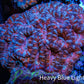 Ultra Acan Coral - Micromussa Lordhowensis - Acan WYSIWYG 6cm F2R2B1 Ultra Acan Coral - Micromussa Lordhowensis - Acan WYSIWYG 6cm F2R2B1 LPS Coral Ultra Acan Coral - Micromussa Lordhowensis - Acan WYSIWYG 6cm F2R2B1 Zeo Box Reef
