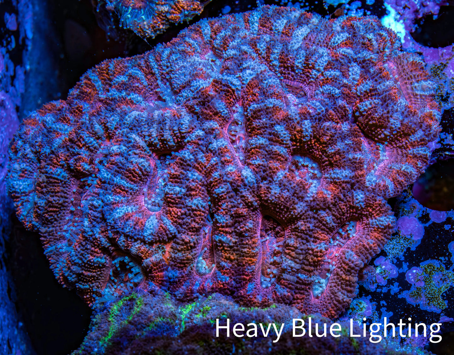 Ultra Acan Coral - Micromussa Lordhowensis - Acan WYSIWYG 6cm F2R2B1 Ultra Acan Coral - Micromussa Lordhowensis - Acan WYSIWYG 6cm F2R2B1 LPS Coral Ultra Acan Coral - Micromussa Lordhowensis - Acan WYSIWYG 6cm F2R2B1 Zeo Box Reef