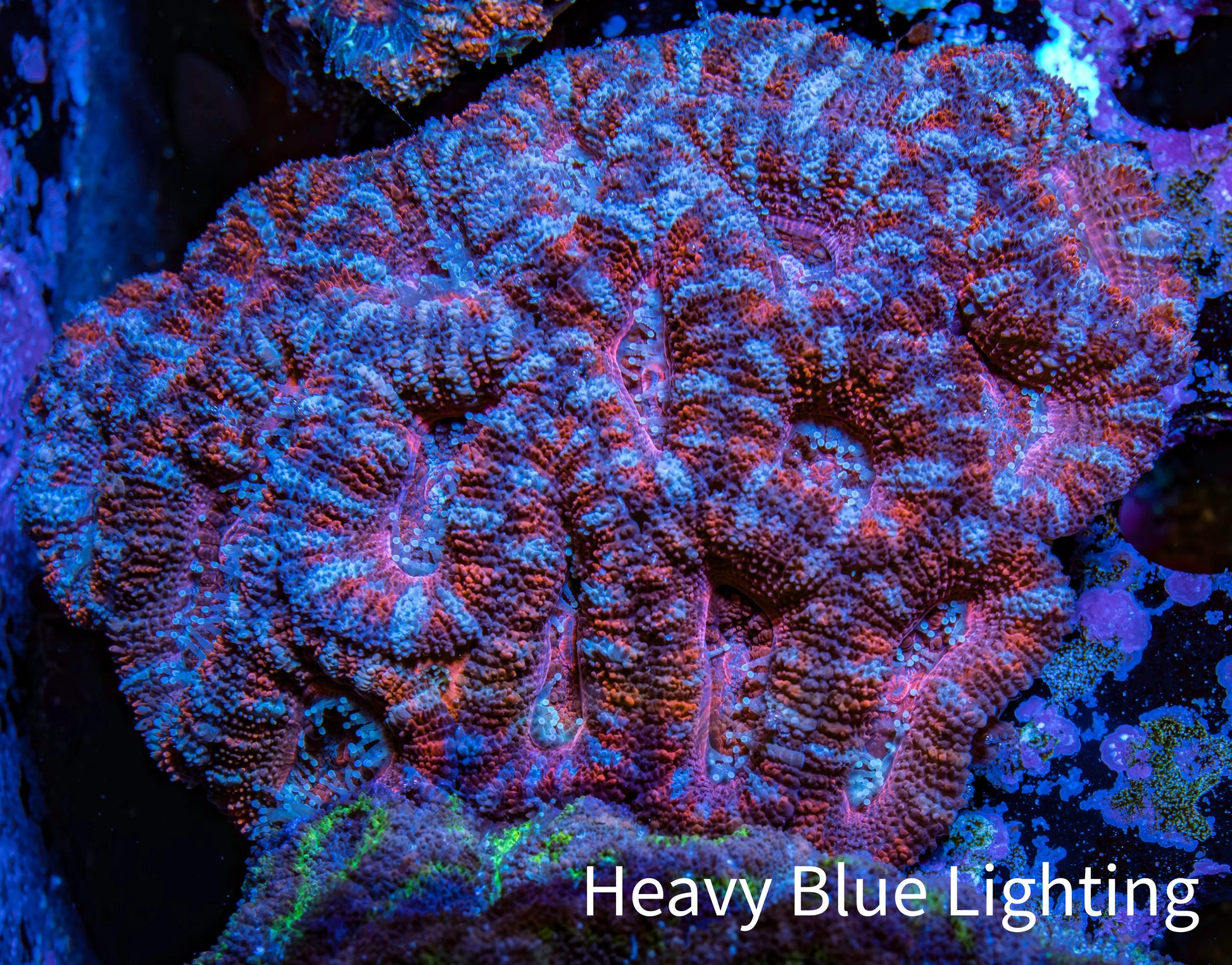 Ultra Acan Coral - Micromussa Lordhowensis - Acan WYSIWYG 6cm F2R2B1 Ultra Acan Coral - Micromussa Lordhowensis - Acan WYSIWYG 6cm F2R2B1 LPS Coral Ultra Acan Coral - Micromussa Lordhowensis - Acan WYSIWYG 6cm F2R2B1 Zeo Box Reef