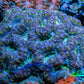 Ultra Acan Coral - Micromussa Lordhowensis - Acan WYSIWYG 6cm F3R2B1 Ultra Acan Coral - Micromussa Lordhowensis - Acan WYSIWYG 6cm F3R2B1 LPS Coral Ultra Acan Coral - Micromussa Lordhowensis - Acan WYSIWYG 6cm F3R2B1 Zeo Box Reef