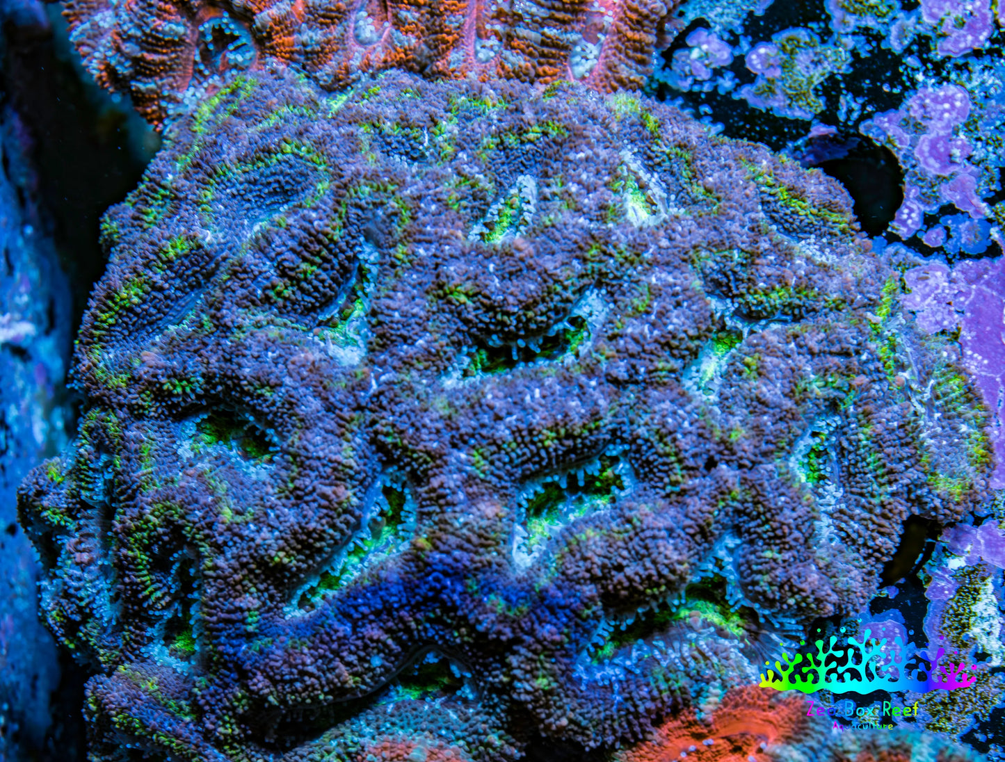 Ultra Acan Coral - Micromussa Lordhowensis - Acan WYSIWYG 6cm F3R2B1 Ultra Acan Coral - Micromussa Lordhowensis - Acan WYSIWYG 6cm F3R2B1 LPS Coral Ultra Acan Coral - Micromussa Lordhowensis - Acan WYSIWYG 6cm F3R2B1 Zeo Box Reef