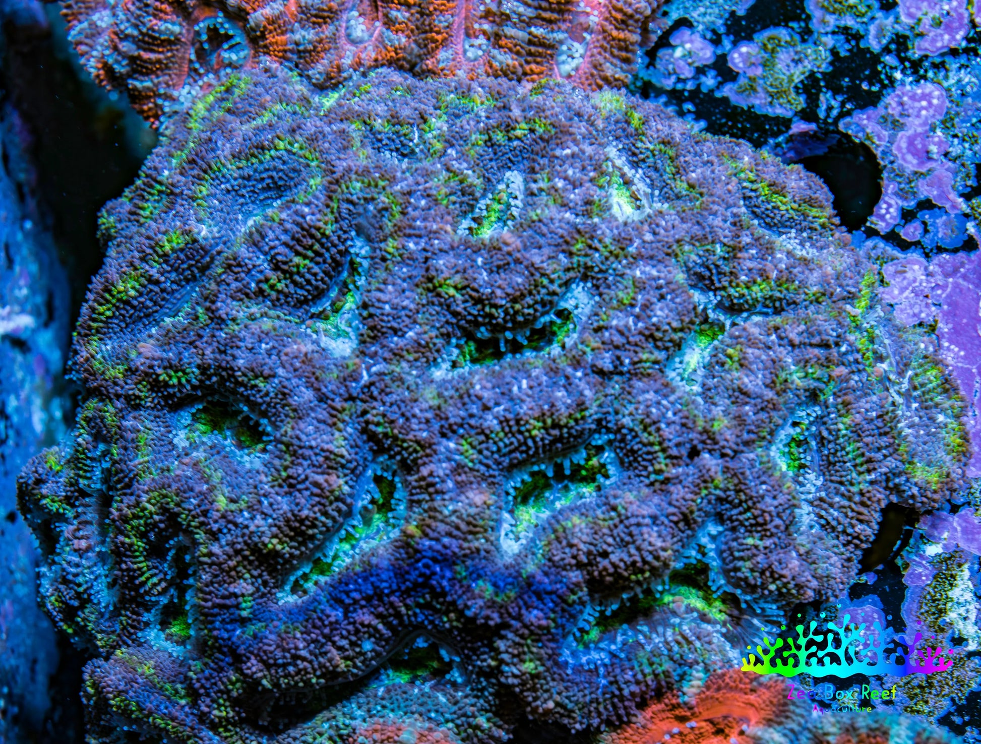 Ultra Acan Coral - Micromussa Lordhowensis - Acan WYSIWYG 6cm F3R2B1 Ultra Acan Coral - Micromussa Lordhowensis - Acan WYSIWYG 6cm F3R2B1 LPS Coral Ultra Acan Coral - Micromussa Lordhowensis - Acan WYSIWYG 6cm F3R2B1 Zeo Box Reef