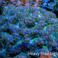 Ultra Acan Coral - Micromussa Lordhowensis - Acan WYSIWYG 6cm F3R2B1 Ultra Acan Coral - Micromussa Lordhowensis - Acan WYSIWYG 6cm F3R2B1 LPS Coral Ultra Acan Coral - Micromussa Lordhowensis - Acan WYSIWYG 6cm F3R2B1 Zeo Box Reef