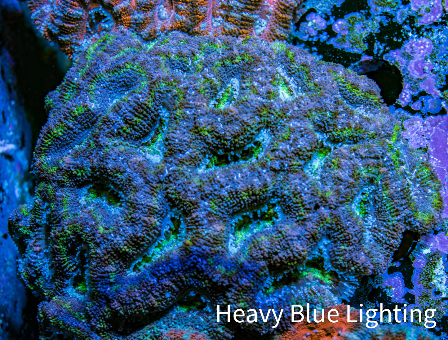 Ultra Acan Coral - Micromussa Lordhowensis - Acan WYSIWYG 6cm F3R2B1 Ultra Acan Coral - Micromussa Lordhowensis - Acan WYSIWYG 6cm F3R2B1 LPS Coral Ultra Acan Coral - Micromussa Lordhowensis - Acan WYSIWYG 6cm F3R2B1 Zeo Box Reef