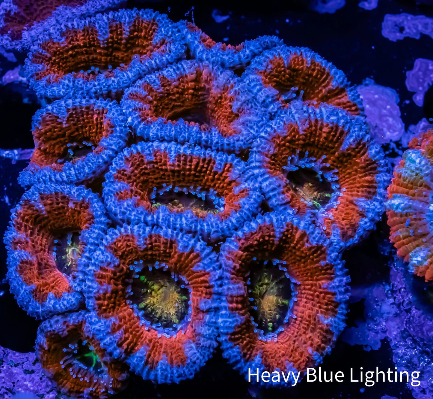 Ultra Acan Coral - Micromussa Lordhowensis - Acan WYSIWYG 6cm Ultra Acan Coral - Micromussa Lordhowensis - Acan WYSIWYG 6cm LPS Coral Ultra Acan Coral - Micromussa Lordhowensis - Acan WYSIWYG 6cm Zeo Box Reef