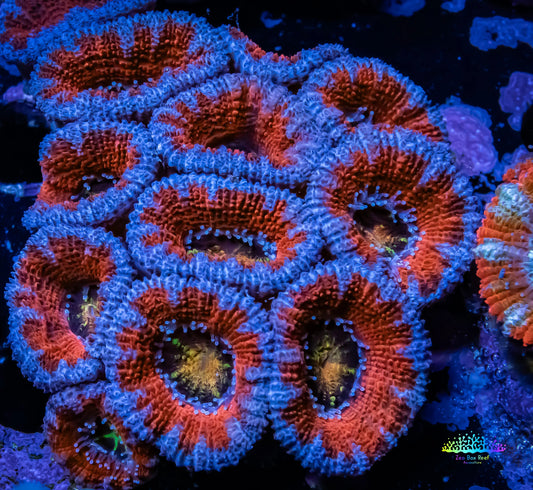 Ultra Acan Coral - Micromussa Lordhowensis - Acan WYSIWYG 6cm Ultra Acan Coral - Micromussa Lordhowensis - Acan WYSIWYG 6cm LPS Coral Ultra Acan Coral - Micromussa Lordhowensis - Acan WYSIWYG 6cm Zeo Box Reef