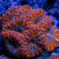 Ultra Acan Coral - Micromussa Lordhowensis - Acan WYSIWYG 6cm Ultra Acan Coral - Micromussa Lordhowensis - Acan WYSIWYG 6cm LPS Coral Ultra Acan Coral - Micromussa Lordhowensis - Acan WYSIWYG 6cm Zeo Box Reef