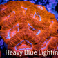 Ultra Acan Coral - Micromussa Lordhowensis - Acan WYSIWYG 6cm Ultra Acan Coral - Micromussa Lordhowensis - Acan WYSIWYG 6cm LPS Coral Ultra Acan Coral - Micromussa Lordhowensis - Acan WYSIWYG 6cm Zeo Box Reef