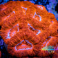 Ultra Acan Coral - Micromussa Lordhowensis - Acan WYSIWYG 6cm Ultra Acan Coral - Micromussa Lordhowensis - Acan WYSIWYG 6cm LPS Coral Ultra Acan Coral - Micromussa Lordhowensis - Acan WYSIWYG 6cm Zeo Box Reef