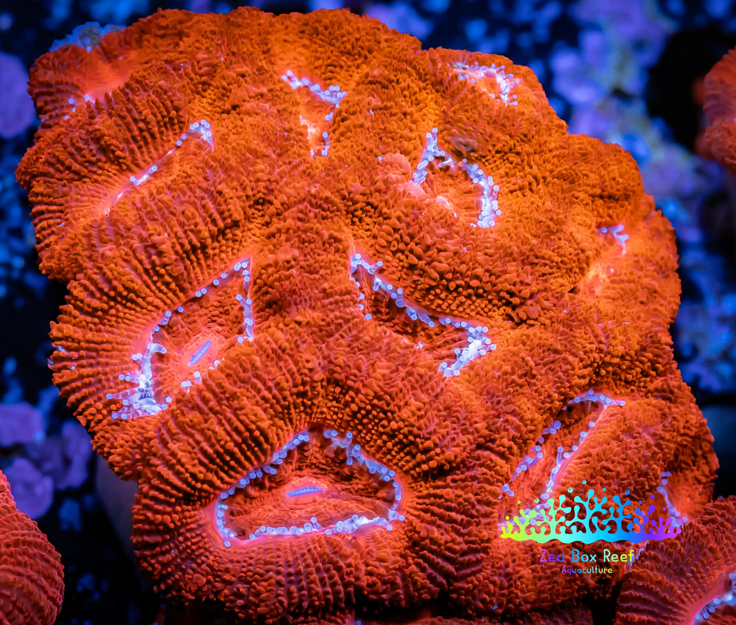 Ultra Acan Coral - Micromussa Lordhowensis - Acan WYSIWYG 6cm Ultra Acan Coral - Micromussa Lordhowensis - Acan WYSIWYG 6cm LPS Coral Ultra Acan Coral - Micromussa Lordhowensis - Acan WYSIWYG 6cm Zeo Box Reef