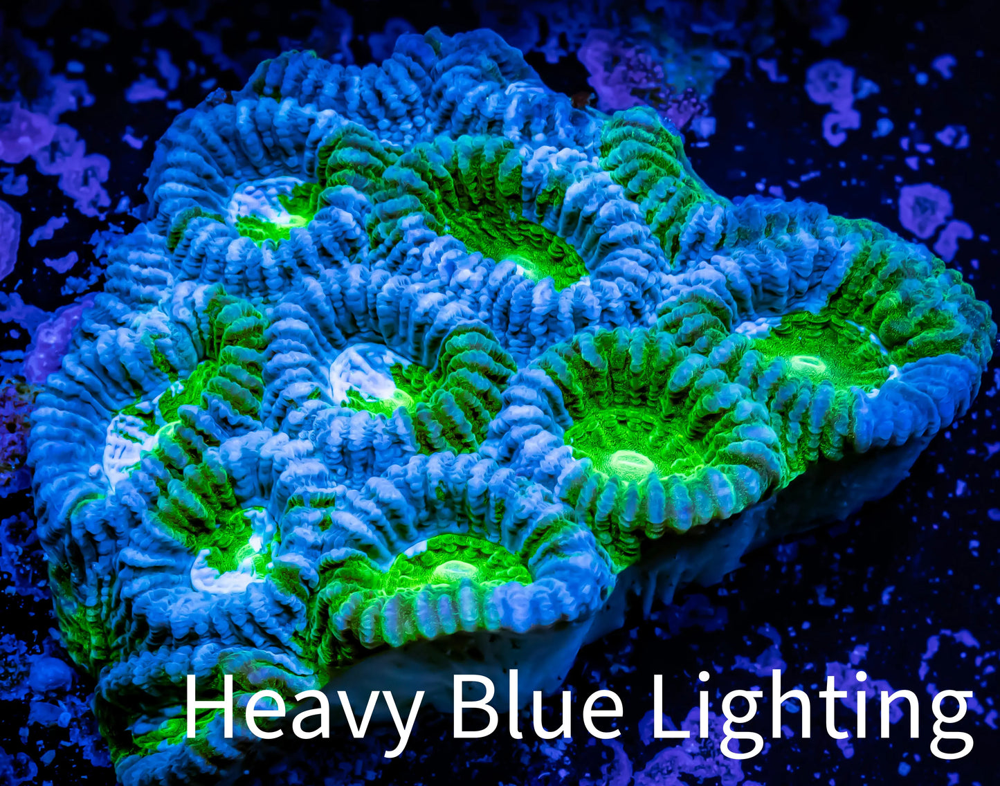 Ultra Acan Coral - Micromussa Lordhowensis - Acan WYSIWYG 6cm Ultra Acan Coral - Micromussa Lordhowensis - Acan WYSIWYG 6cm LPS Coral Ultra Acan Coral - Micromussa Lordhowensis - Acan WYSIWYG 6cm Zeo Box Reef