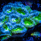 Ultra Acan Coral - Micromussa Lordhowensis - Acan WYSIWYG 6cm Ultra Acan Coral - Micromussa Lordhowensis - Acan WYSIWYG 6cm LPS Coral Ultra Acan Coral - Micromussa Lordhowensis - Acan WYSIWYG 6cm Zeo Box Reef