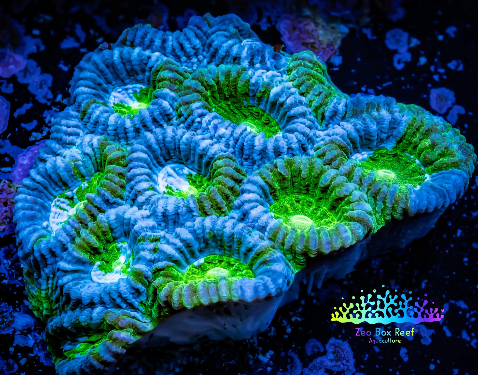 Ultra Acan Coral - Micromussa Lordhowensis - Acan WYSIWYG 6cm Ultra Acan Coral - Micromussa Lordhowensis - Acan WYSIWYG 6cm LPS Coral Ultra Acan Coral - Micromussa Lordhowensis - Acan WYSIWYG 6cm Zeo Box Reef