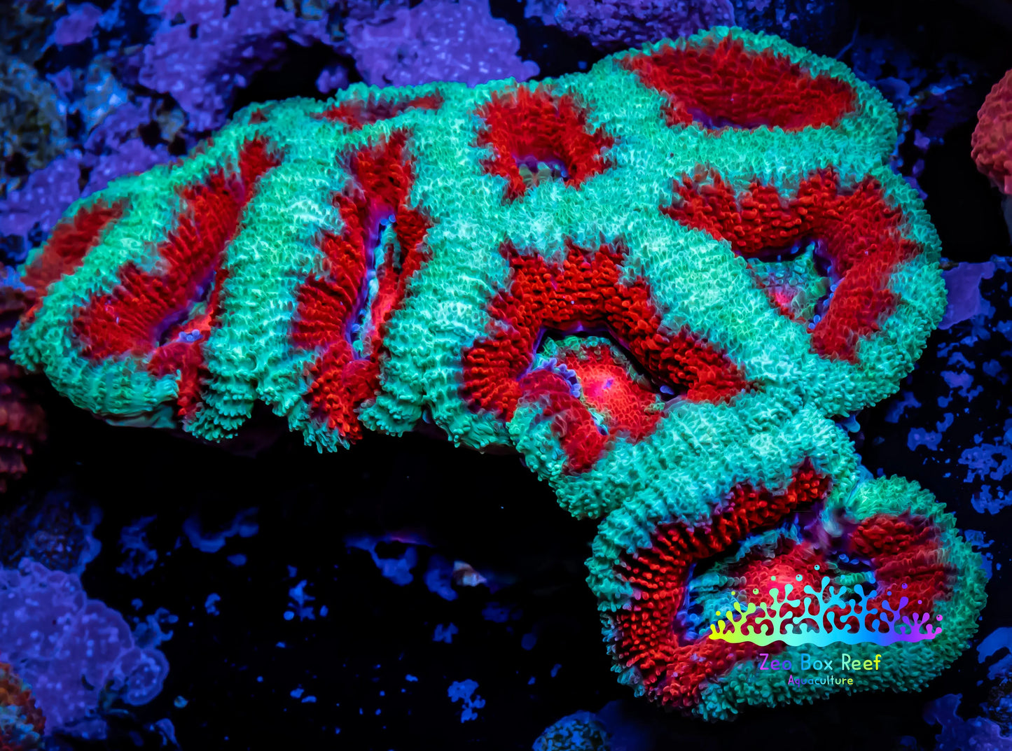 Ultra Acan Coral - Micromussa Lordhowensis - Acan WYSIWYG 6cm Ultra Acan Coral - Micromussa Lordhowensis - Acan WYSIWYG 6cm LPS Coral Ultra Acan Coral - Micromussa Lordhowensis - Acan WYSIWYG 6cm Zeo Box Reef