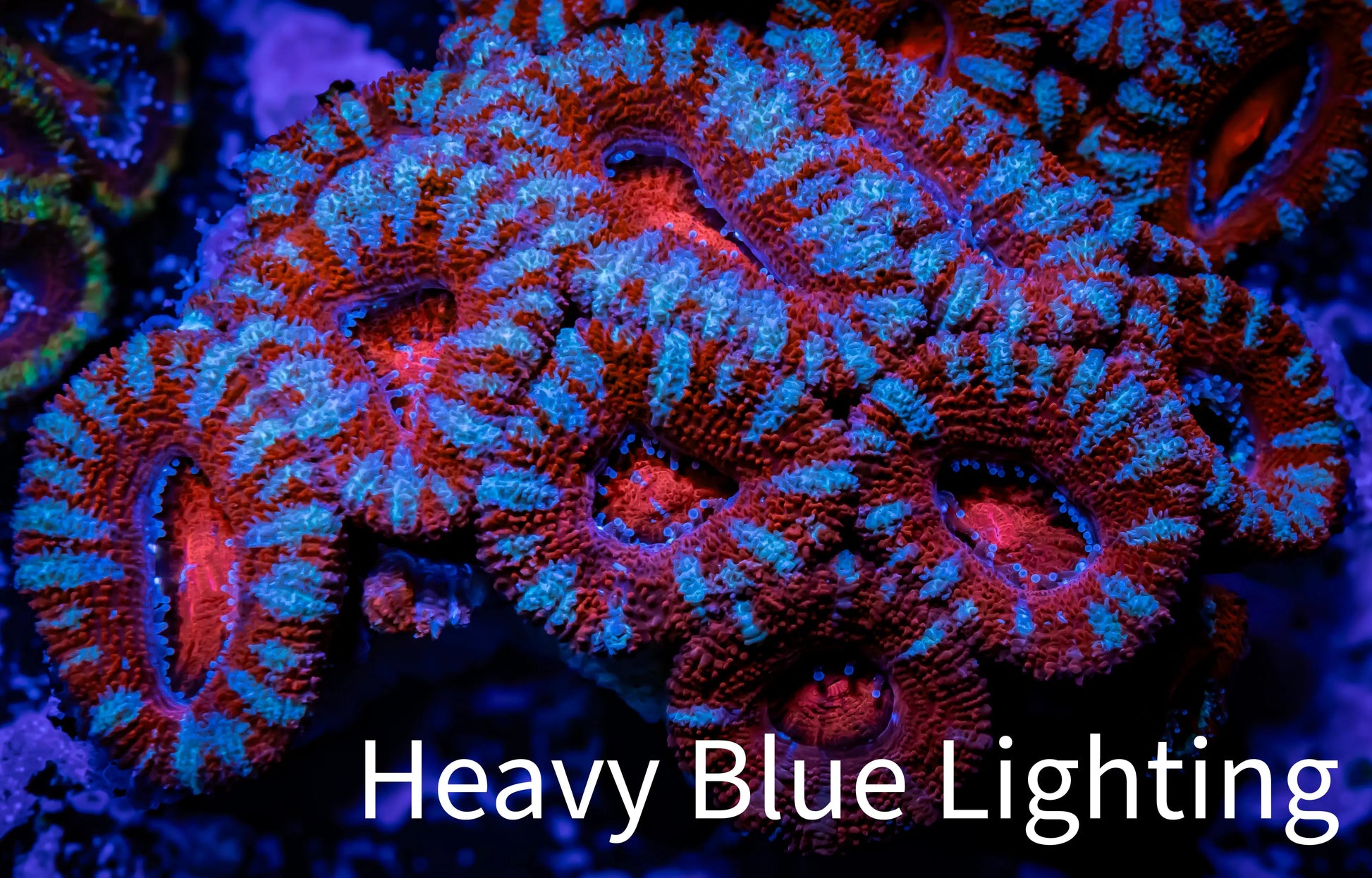 Ultra Acan Coral - Micromussa Lordhowensis - Acan WYSIWYG 6cm Ultra Acan Coral - Micromussa Lordhowensis - Acan WYSIWYG 6cm LPS Coral Ultra Acan Coral - Micromussa Lordhowensis - Acan WYSIWYG 6cm Zeo Box Reef