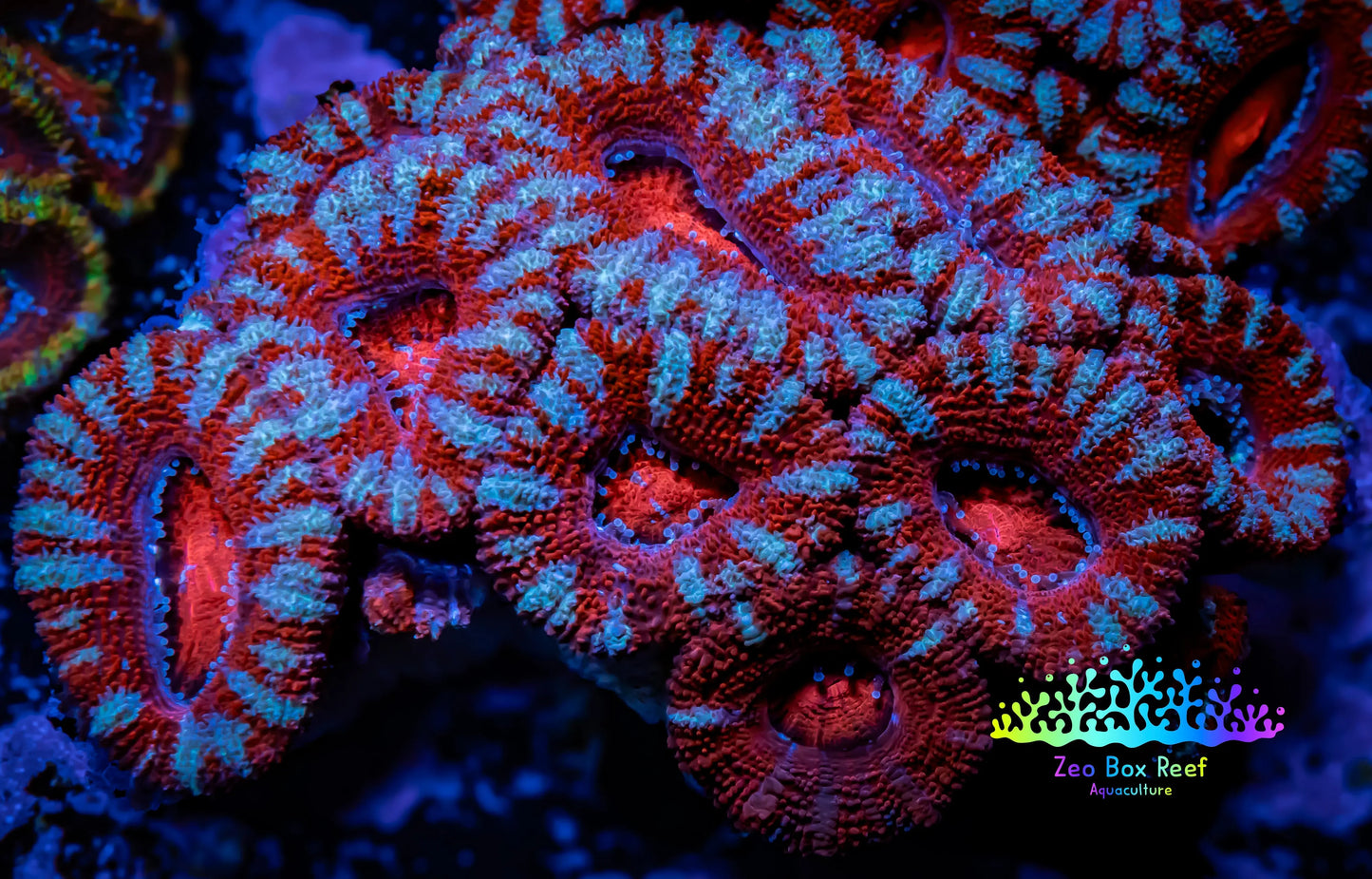 Ultra Acan Coral - Micromussa Lordhowensis - Acan WYSIWYG 6cm Ultra Acan Coral - Micromussa Lordhowensis - Acan WYSIWYG 6cm LPS Coral Ultra Acan Coral - Micromussa Lordhowensis - Acan WYSIWYG 6cm Zeo Box Reef