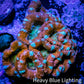 Ultra Acan Coral - Micromussa Lordhowensis - Acan WYSIWYG 6cm Ultra Acan Coral - Micromussa Lordhowensis - Acan WYSIWYG 6cm LPS Coral Ultra Acan Coral - Micromussa Lordhowensis - Acan WYSIWYG 6cm Zeo Box Reef
