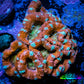Ultra Acan Coral - Micromussa Lordhowensis - Acan WYSIWYG 6cm Ultra Acan Coral - Micromussa Lordhowensis - Acan WYSIWYG 6cm LPS Coral Ultra Acan Coral - Micromussa Lordhowensis - Acan WYSIWYG 6cm Zeo Box Reef