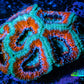 Ultra Acan Coral - Micromussa Lordhowensis - Acan WYSIWYG 6cm Ultra Acan Coral - Micromussa Lordhowensis - Acan WYSIWYG 6cm LPS Coral Ultra Acan Coral - Micromussa Lordhowensis - Acan WYSIWYG 6cm Zeo Box Reef