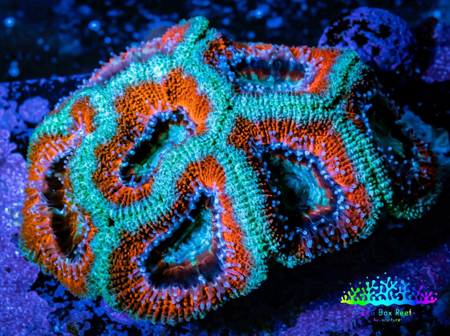 Ultra Acan Coral - Micromussa Lordhowensis - Acan WYSIWYG 6cm Ultra Acan Coral - Micromussa Lordhowensis - Acan WYSIWYG 6cm LPS Coral Ultra Acan Coral - Micromussa Lordhowensis - Acan WYSIWYG 6cm Zeo Box Reef