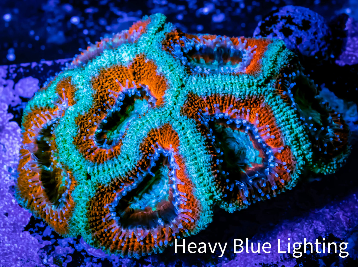 Ultra Acan Coral - Micromussa Lordhowensis - Acan WYSIWYG 6cm Ultra Acan Coral - Micromussa Lordhowensis - Acan WYSIWYG 6cm LPS Coral Ultra Acan Coral - Micromussa Lordhowensis - Acan WYSIWYG 6cm Zeo Box Reef