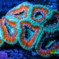 Ultra Acan Coral - Micromussa Lordhowensis - Acan WYSIWYG 6cm Ultra Acan Coral - Micromussa Lordhowensis - Acan WYSIWYG 6cm LPS Coral Ultra Acan Coral - Micromussa Lordhowensis - Acan WYSIWYG 6cm Zeo Box Reef