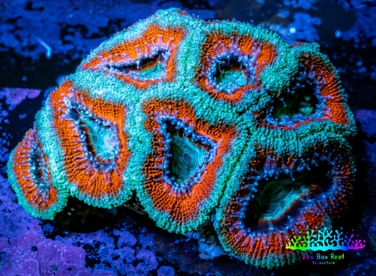 Ultra Acan Coral - Micromussa Lordhowensis - Acan WYSIWYG 6cm Ultra Acan Coral - Micromussa Lordhowensis - Acan WYSIWYG 6cm LPS Coral Ultra Acan Coral - Micromussa Lordhowensis - Acan WYSIWYG 6cm Zeo Box Reef