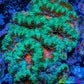 Ultra Acan Coral - Micromussa Lordhowensis - Acan WYSIWYG 6cm Ultra Acan Coral - Micromussa Lordhowensis - Acan WYSIWYG 6cm LPS Coral Ultra Acan Coral - Micromussa Lordhowensis - Acan WYSIWYG 6cm Zeo Box Reef