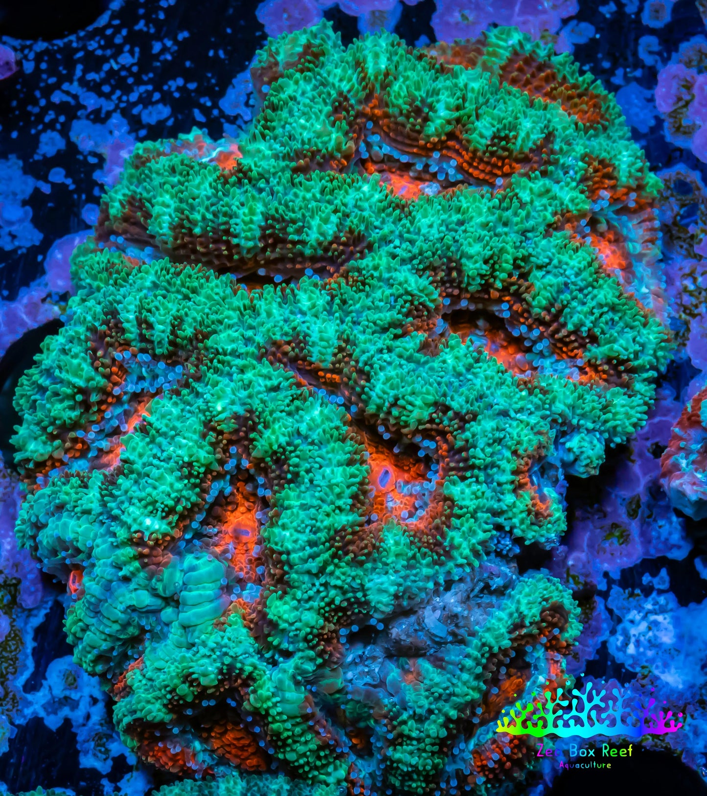 Ultra Acan Coral - Micromussa Lordhowensis - Acan WYSIWYG 6cm Ultra Acan Coral - Micromussa Lordhowensis - Acan WYSIWYG 6cm LPS Coral Ultra Acan Coral - Micromussa Lordhowensis - Acan WYSIWYG 6cm Zeo Box Reef