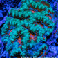 Ultra Acan Coral - Micromussa Lordhowensis - Acan WYSIWYG 6cm Ultra Acan Coral - Micromussa Lordhowensis - Acan WYSIWYG 6cm LPS Coral Ultra Acan Coral - Micromussa Lordhowensis - Acan WYSIWYG 6cm Zeo Box Reef