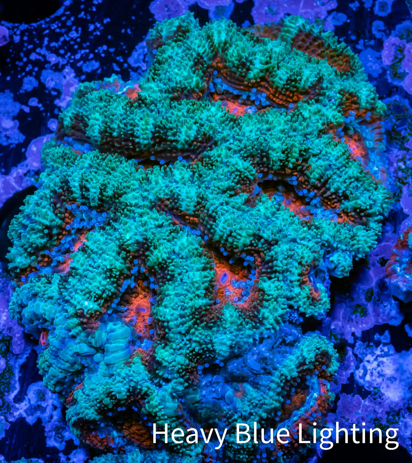 Ultra Acan Coral - Micromussa Lordhowensis - Acan WYSIWYG 6cm Ultra Acan Coral - Micromussa Lordhowensis - Acan WYSIWYG 6cm LPS Coral Ultra Acan Coral - Micromussa Lordhowensis - Acan WYSIWYG 6cm Zeo Box Reef