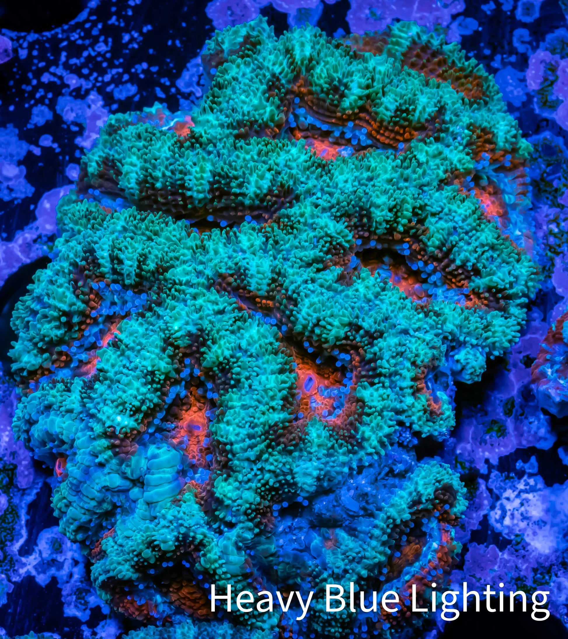 Ultra Acan Coral - Micromussa Lordhowensis - Acan WYSIWYG 6cm Ultra Acan Coral - Micromussa Lordhowensis - Acan WYSIWYG 6cm LPS Coral Ultra Acan Coral - Micromussa Lordhowensis - Acan WYSIWYG 6cm Zeo Box Reef