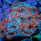 Ultra Acan Coral - Micromussa Lordhowensis - Acan WYSIWYG 6cm Ultra Acan Coral - Micromussa Lordhowensis - Acan WYSIWYG 6cm LPS Coral Ultra Acan Coral - Micromussa Lordhowensis - Acan WYSIWYG 6cm Zeo Box Reef